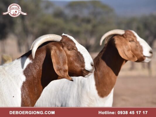 Bán giống dê Boer thuần chủng