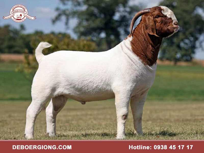 Dê Boer là dê gì