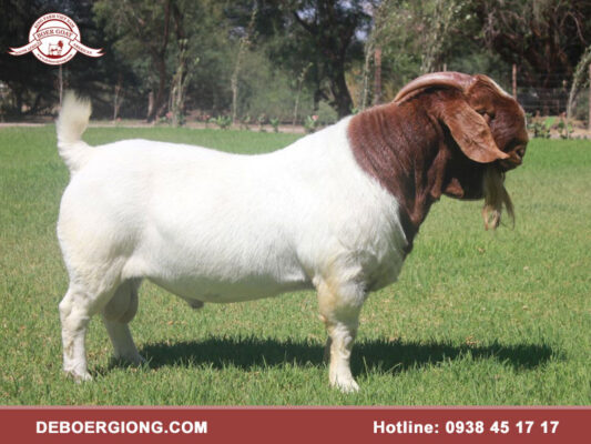 Dê Boer là dê gì
