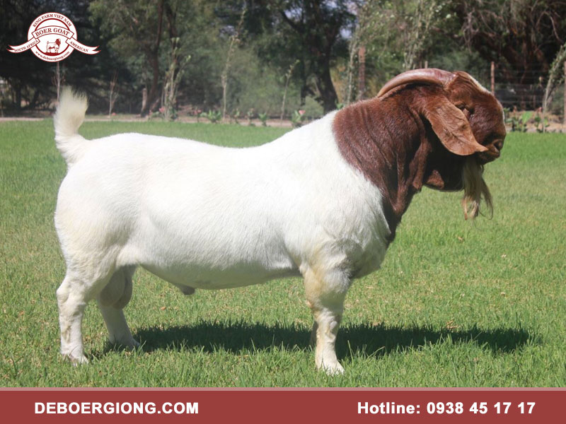 Dê Boer là dê gì