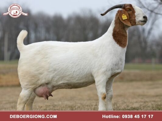 Dê Boer cái giống chuẩn khỏe mạnh, khả năng sinh sản tốt