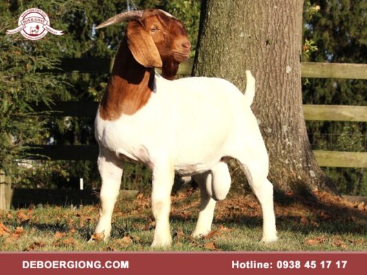 Dê Boer đực giống