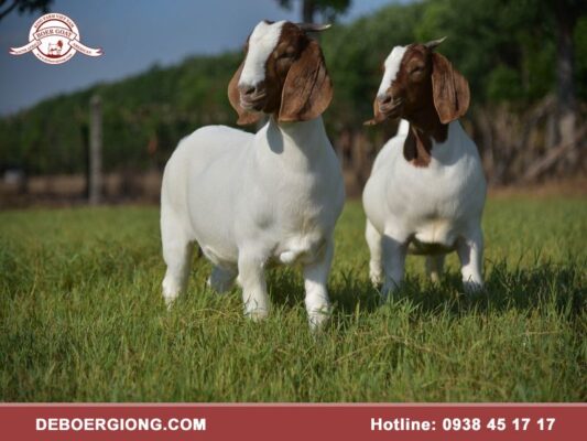 Giống dê Boer có những đặc điểm nổi bật nào?