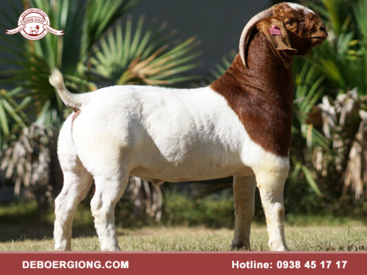 Hình ảnh dê Boer