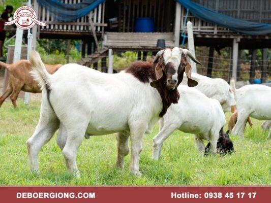 Kỹ thuật nuôi dê Boer lai