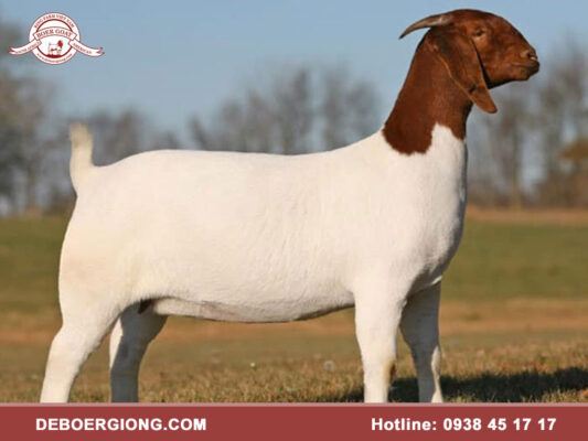 Nguồn gốc dê Boer