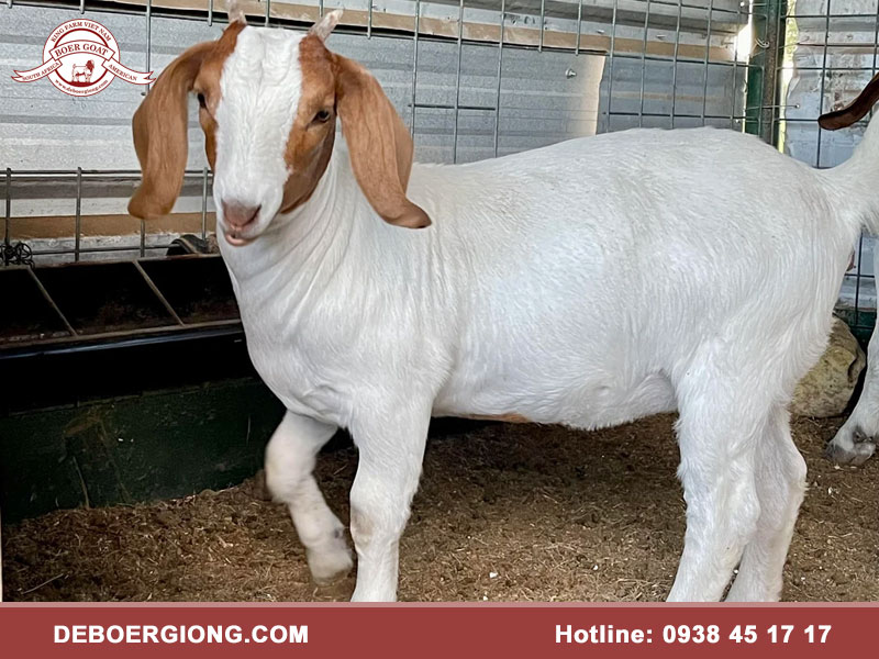 Nguồn gốc dê Boer