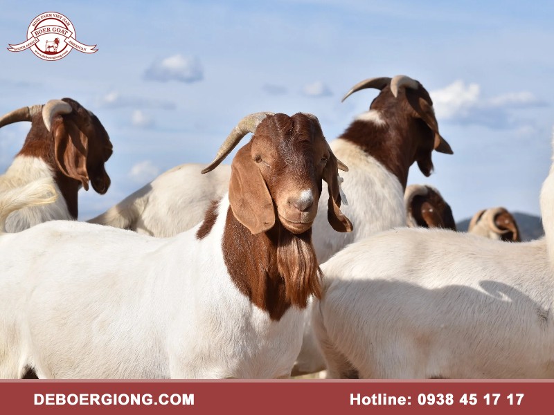 nuoi de boer sinh san kho khong bi quyet chan nuoi