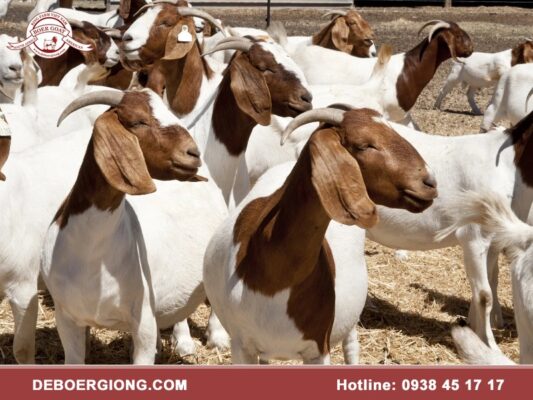 Trang trại dê Boer giống