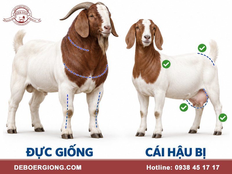 ky thuat lua chon de giong