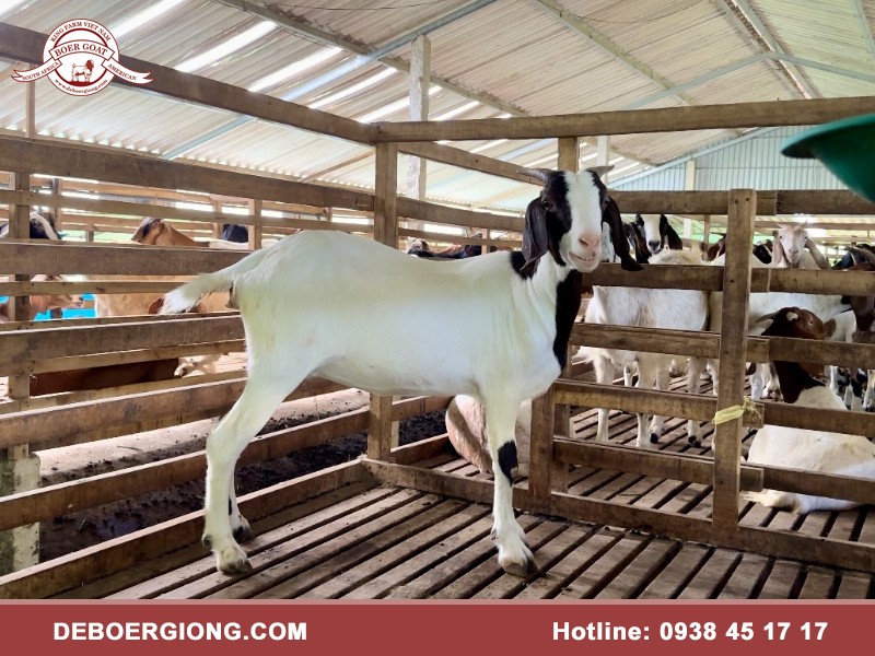 Kỹ thuật nuôi dê nhốt chuồng mang lại hiệu quả cao