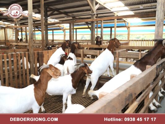 Kỹ thuật nuôi dê nhốt chuồng mang lại hiệu quả cao